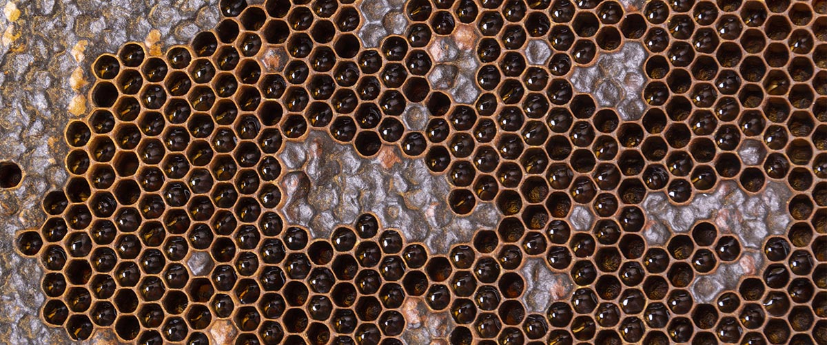 propolis